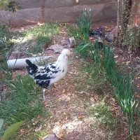 مرغ گلین درحال تخم