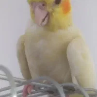 گمشده