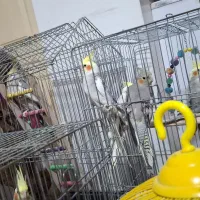 عروس هلندی|پرنده|رشت, پیرکلاچای|دیوار