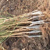 نهالستان سبز گستر مهاباد