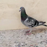 پلاکی زرهی نر کفتر کبوتر|پرنده|اهواز, ملاشیه|دیوار