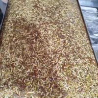 شیرینی تازه تازه داغ خوش خوشمزه|خوردنی و آشامیدنی|یزد, |دیوار