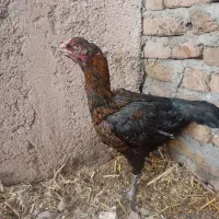 مرغ خروس لاری|حیوانات مزرعه|قزوین, |دیوار