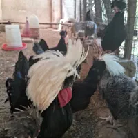 تخم مرغ لهستانی وارداتی اصل با ضمانت|حیوانات مزرعه|کرمان, |دیوار