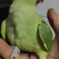 ملنگو