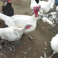 فروش بوقلمون پنج ستاره