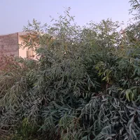 فروش انواع نهال|گل و گیاه طبیعی|دزفول, |دیوار