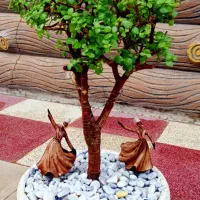 بنسای بونسای بن سای کراسولا خرفه جید مینیاتورری