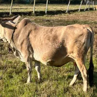 گاو دورگ همراه با گوساله نر