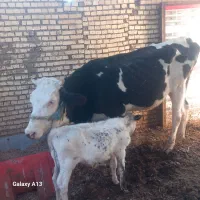 گاو سیمینتال با گوساله