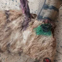 شاخ|کلکسیون اشیاء عتیقه|شهرکرد, |دیوار