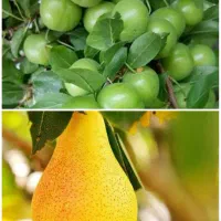 فروش درخت گلابی و گوجه سبز پربار