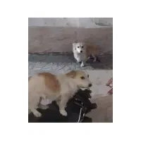 پامرروباهی