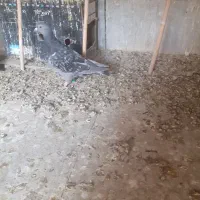 جوجه المانی|پرنده|زهک, |دیوار