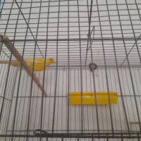 قناری نر مس