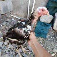 مرغ و خرگوش