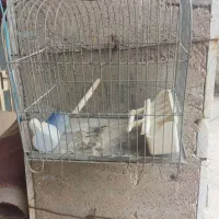 فروش دو عدد قفس