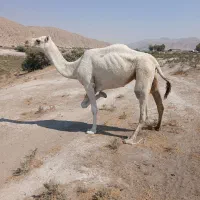 فروش شتر|حیوانات مزرعه|قیروکارزین, |دیوار