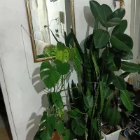 گل کیاه|گل و گیاه طبیعی|جیرنده, |دیوار