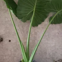 گل بابا ادم|گل و گیاه طبیعی|سیاهکل, |دیوار