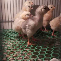 جوجه گلین اصیل|حیوانات مزرعه|قرچک, پویینک|دیوار