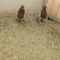 کفتر معاوضه