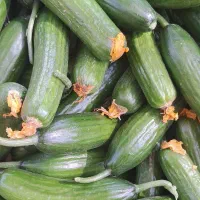 یک سبد نارنگی|خدمات حمل و نقل|انار, |دیوار