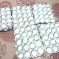 تخم نطفه دار لهستانی