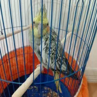 عروس هلندی ماده آماده تخم گذاری