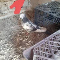 کفتر پرشی وسالم