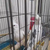 عروس هلندی|پرنده|قم, کیوانفر|دیوار