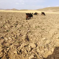 بز و بزغاله