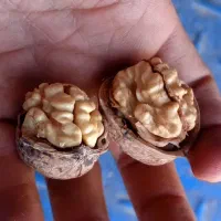 گردوی تازه