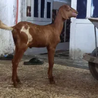 بز نجدی|حیوانات مزرعه|لیکک, |دیوار