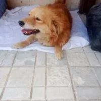 سگ پامر