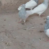 کبوتر کله الماسی وآبی|پرنده|قم, دورشهر|دیوار