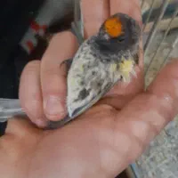 سهر دهن دار