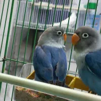 جوجه کوتوله برزیلی، مرغ عشق، عروس هلندی