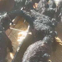 بز و بز غاله|حیوانات مزرعه|بیستون, |دیوار