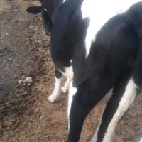 فروش گاو|حیوانات مزرعه|مسجد سلیمان, |دیوار