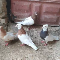 کبوتر طوقی. سینه ای