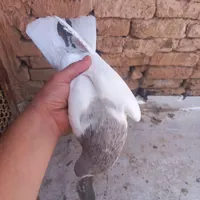 خال هف رنگ نر|پرنده|سبزوار, فیاض|دیوار