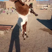 چبش تخمی گلابی نژاد اصیل نهبندان