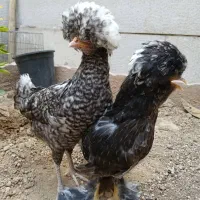 دوعدد مرغ و خروس سلطان و لهستانی