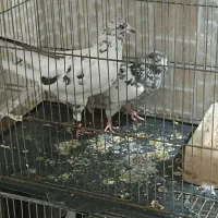 کفتر جفت|پرنده|قم, نوبهار|دیوار