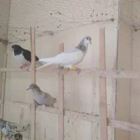 4 تا حیوان پرنده زنگ