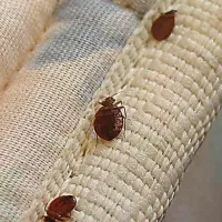 فروش سم تضمینی ساس و سوسک و کنه|خدمات نظافت|ری, دیلمان|دیوار