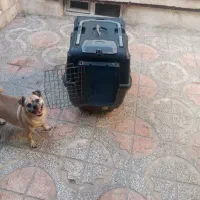 باکس سگ