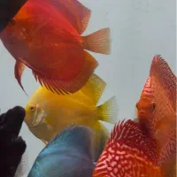 دیسکس|ماهی|تهران, سعادت‌آباد|دیوار