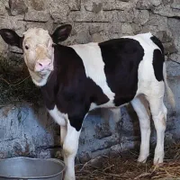 گوسالع نر سیمینتال مونتی بیلیارد